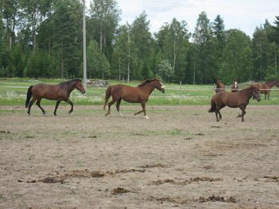AIKUISLEIRI 1,08 008.jpg - Laitumella hein�kuussa 2008: Erkki, Geena ja Vihurika